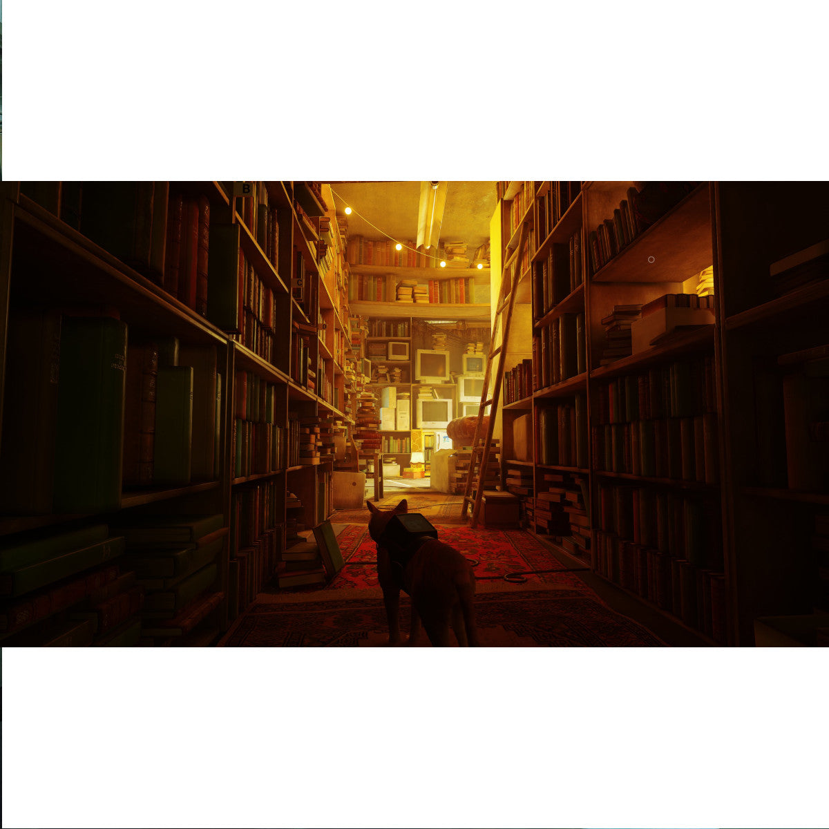 STRAY.-NSW