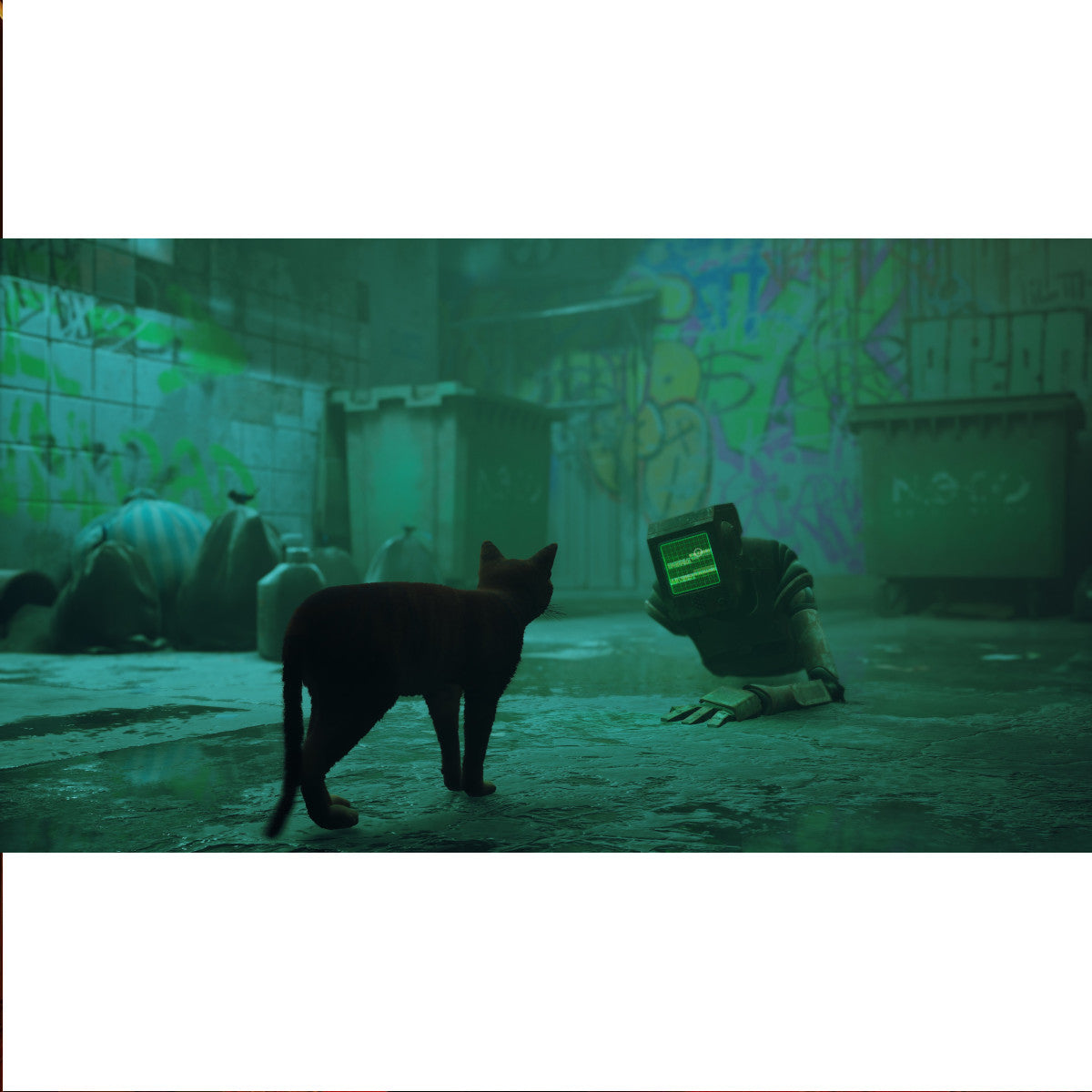 STRAY.-NSW